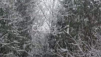 Winterwetter im Wald