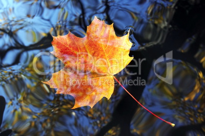 autumn leaf on the water level