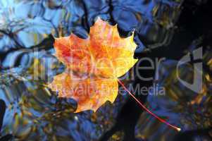 autumn leaf on the water level