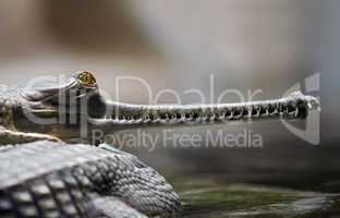 indian gavial