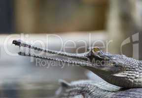 indian gavial