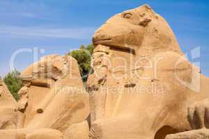 Sphinxes. Luxor, Egypt