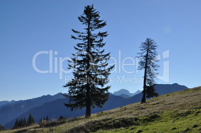 Bäume in den Alpen