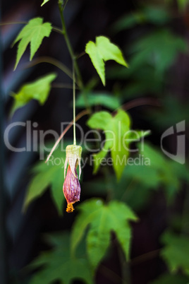 Fascinating single fuchsia flower close up