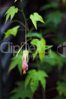 Fascinating single fuchsia flower close up