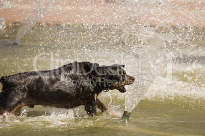 Happy Rottweiler Playing in the Water Fountain