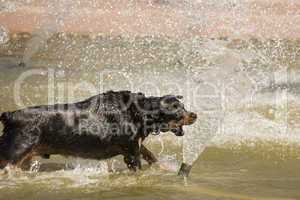 Happy Rottweiler Playing in the Water Fountain