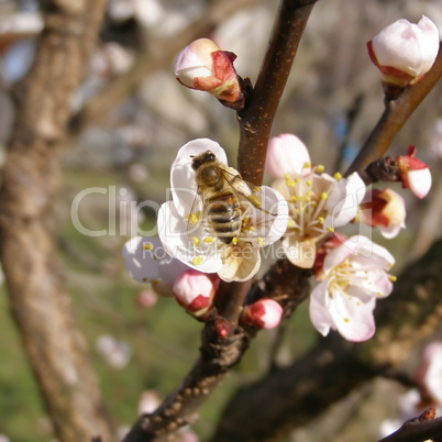 Bee fetching nectar from flower