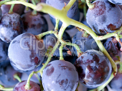 Grape