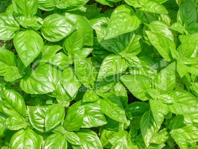 Basil picture