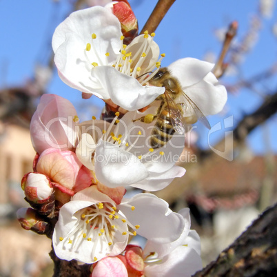 Bee fetching nectar from flower