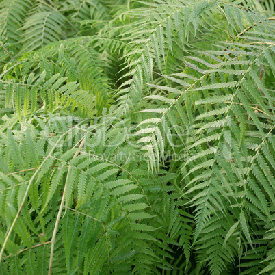 Ferns picture