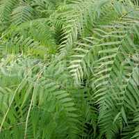 Ferns picture