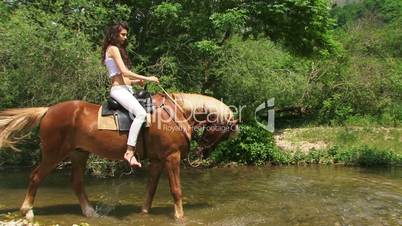 Stallion in a river