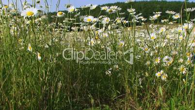 Among summer flowers