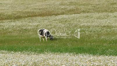 Alpine pastures