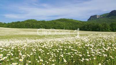 Among blooming daisies