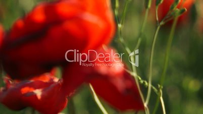 Blooming poppies. Close-up