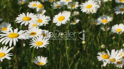 Blossoming chamomile