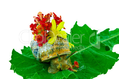 Snail with flowers on green leaf