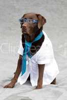 Labrador mit Brille und Krawatte