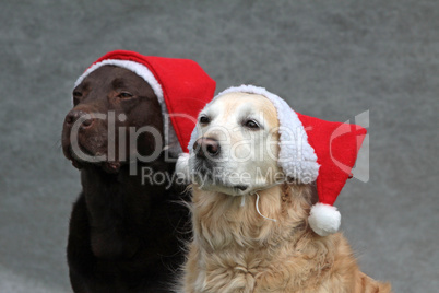 Labrador-Retriever mit Weihnachtsmütze