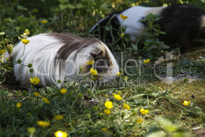 Meerschweinchen auf einer Wiese