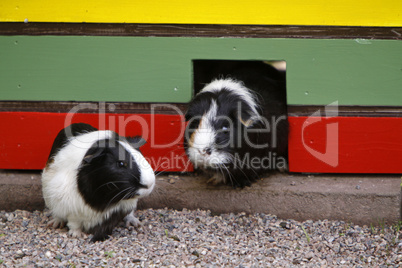 Meerschweinchen