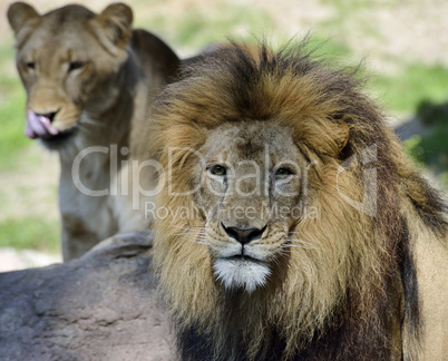 Couple Of Lions