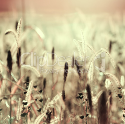 Field At Sunset