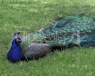 Male Peacock