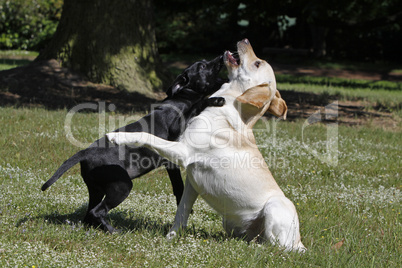 Spielende Labrador Retriever, davon ein schwarzer Welpe