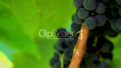 Grapes in sunlight. shot slider.