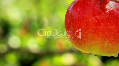 Apples on a branch.  shot slider.