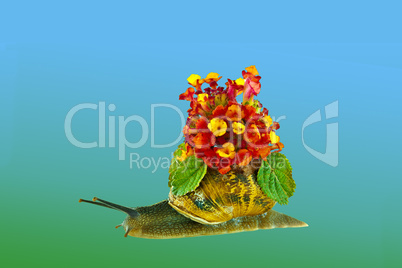 snail and flowers