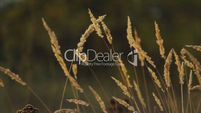 Yelow dry grass straw 