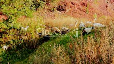 sheep and goats on hill in spring