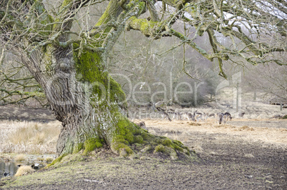 Old tree and fallow deers