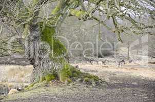 Old tree and fallow deers