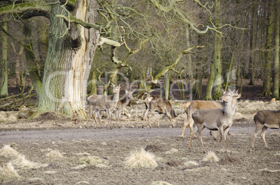 Old tree and fallow deers