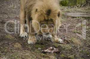 Male lion eating