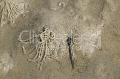 Lugworm or sandworm, Arenicola marina