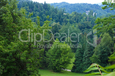 Trees on a hill