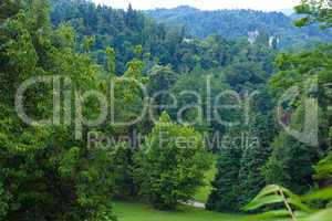 Trees on a hill