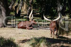 Ankole Longhorn Cattle/Ankole cow with huge horns