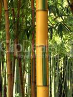 Bambus 07