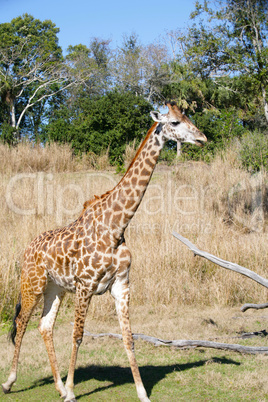 Giraffe in Africa.  Focus in the body.