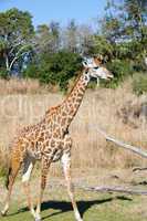 Giraffe in Africa.  Focus in the body.
