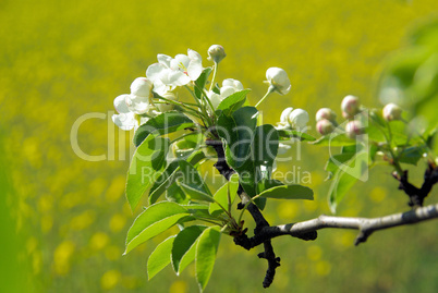 Birnbaumblüte - flowering of pear tree 32
