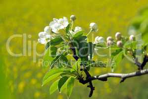 Birnbaumblüte - flowering of pear tree 32